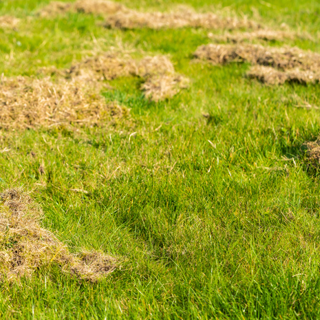 Dethatch your lawn and yard with Lewis & Clark Top Dressing in Missoula, MT.