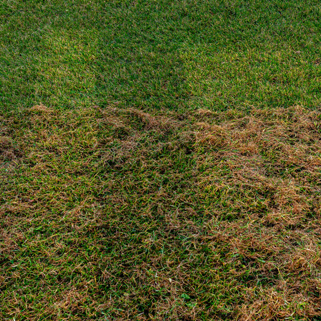 Missoula's lawn aerate and core removal services.