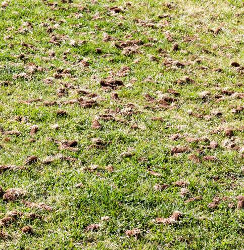 Missoula's ideal lawn aerate and core removal lawn and yard services
